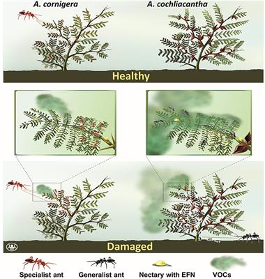 Reduced Responsiveness to Volatile Signals Creates a Modular Reward Provisioning in an Obligate Food-for-Protection Mutualism